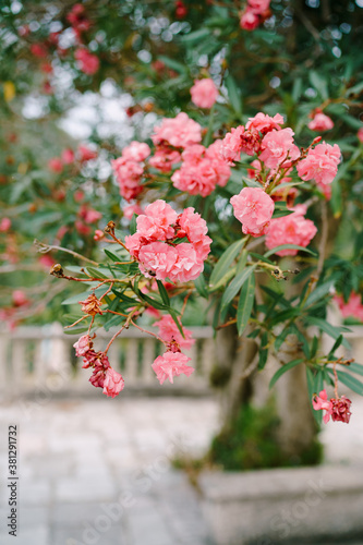 Close-up of bright pink oleander flowers against a backdrop of wood and a courtyard with tiles.
