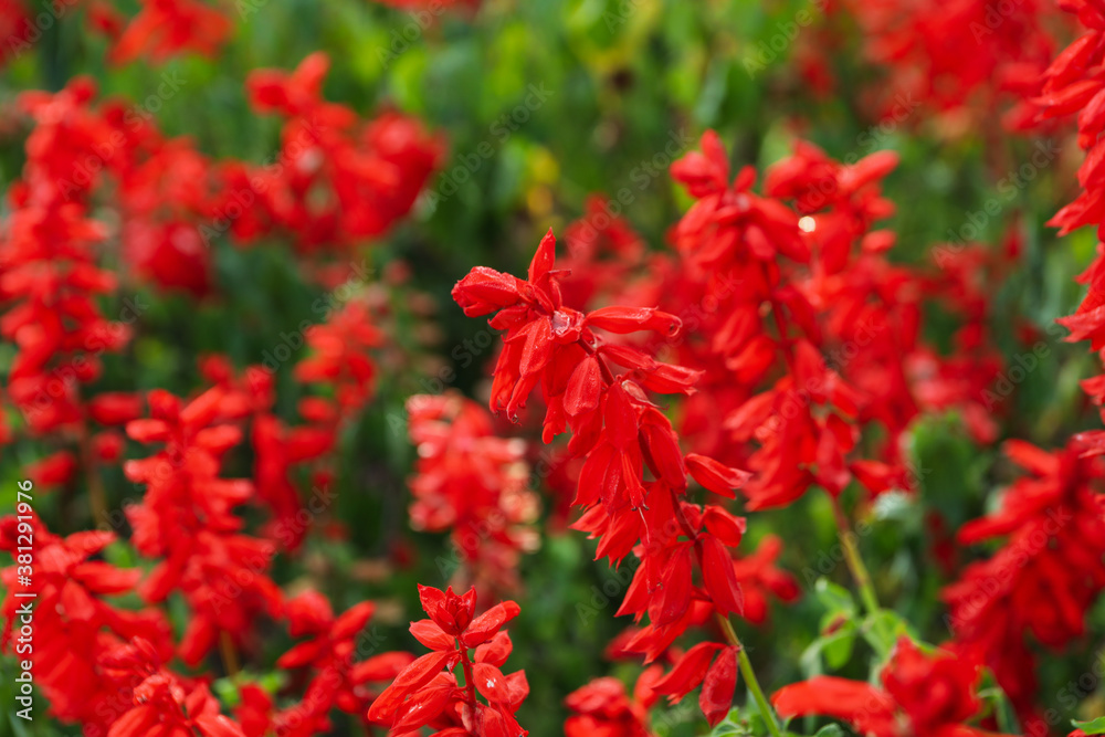 Beautiful red Salvia flowers outdoor in park Beautiful red Salvia flowers outdoor in park