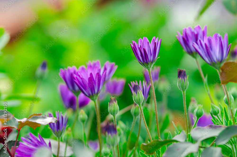 Beautiful blooming purple flowers in the garden Beautiful blooming purple flowers in the garden