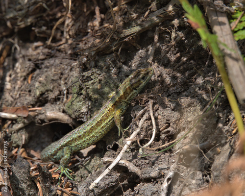 Common lizard , viviparous lizard on the forest floor..