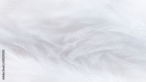 Soft white feather texture background. Selective focus