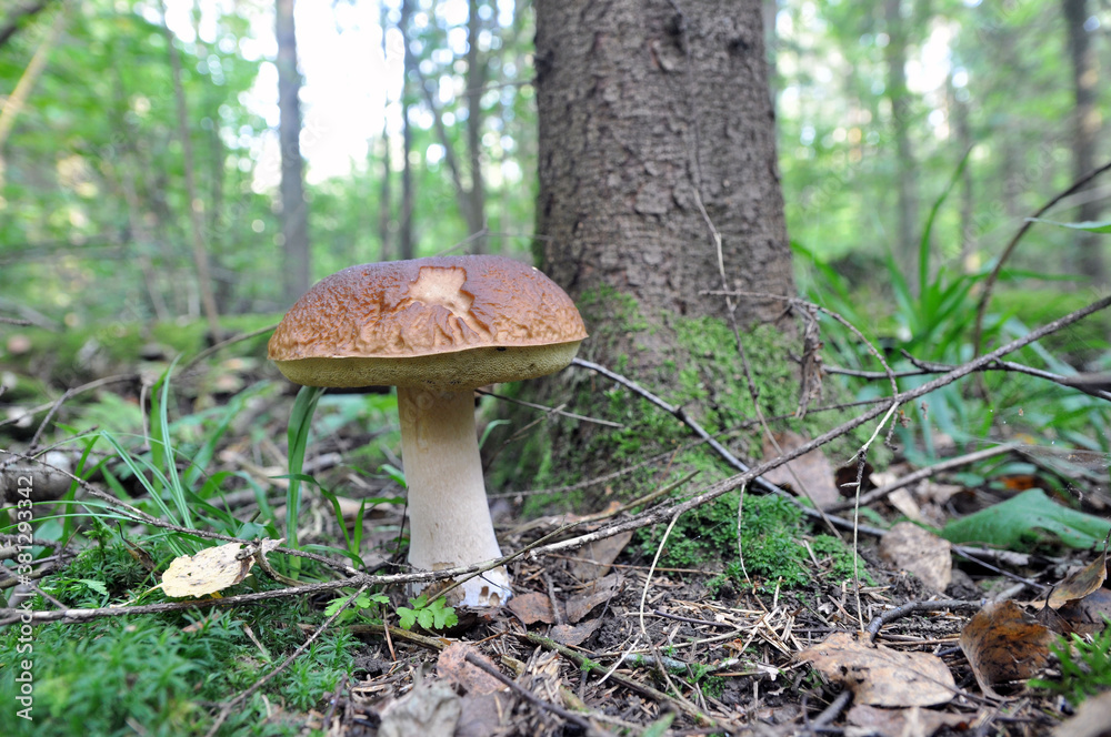 White mushroom in the forest. Mushroom season. White mushroom in the forest. Mushroom season.