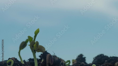 gorgeus outdoor  time lapse night and day of legume plant germination