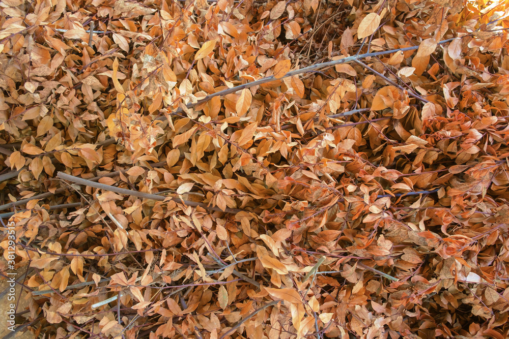 background of dry laurel orange autumn leaves