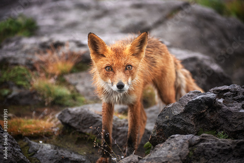 Fototapeta Naklejka Na Ścianę i Meble -  Red Fox - Vulpes vulpes, close-up portrait.