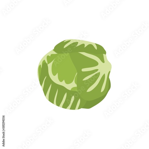 cabbage