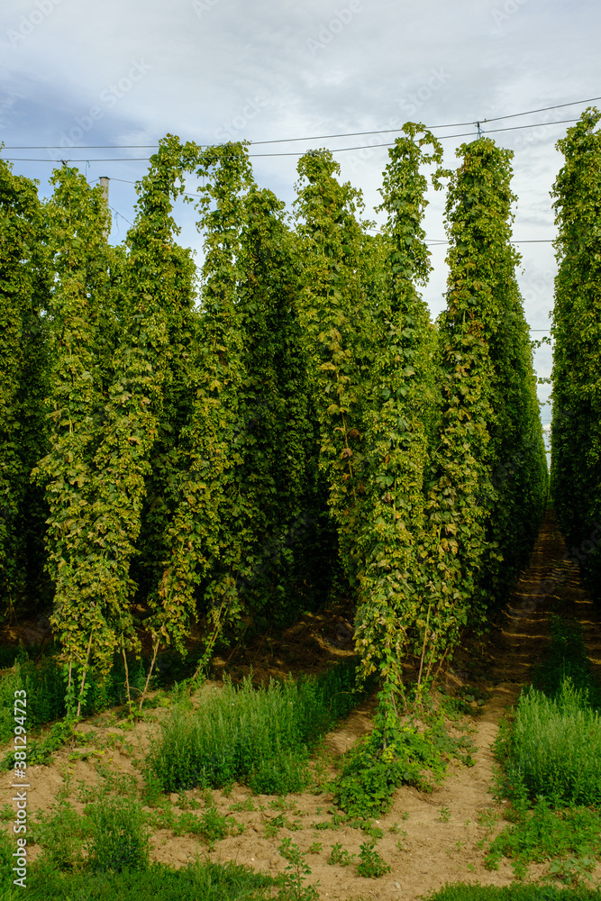 Am Rand eines reifen Hopfenfeldes in Bayern: Grüne Ranken mit reifen Hopfen-Dolden an Befestigungs-Drähten (Hochformat) Am Rand eines reifen Hopfenfeldes in Bayern: Grüne Ranken mit reifen Hopfen-Dolden an Befestigungs-Drähten (Hochformat)