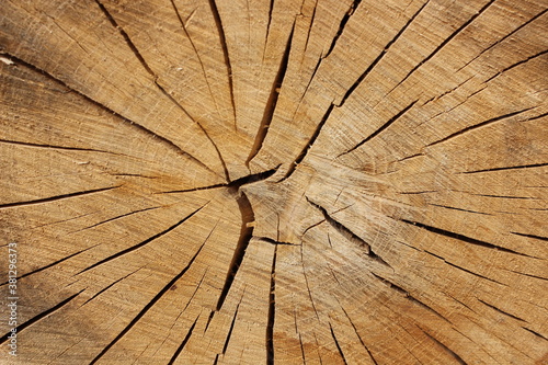 Old wood background. Deck of old logs