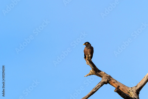 Close up Common Myna Bird Perched on Branch Isolated on Blue Sky with Copy Space