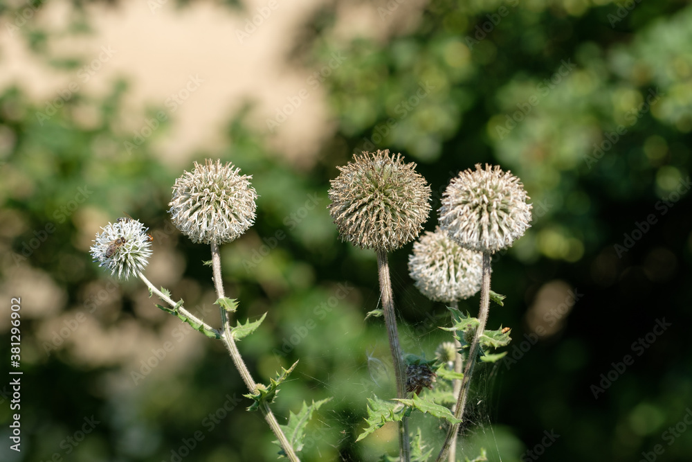 Runde kugelförmige Blüten einer Distel / Wildblume Runde kugelförmige Blüten einer Distel / Wildblume