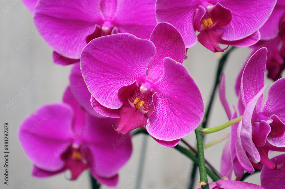 Obraz premium beautiful purple orchid flowers in garden.