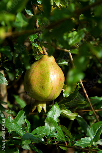 Lone Pomegranate Fruit