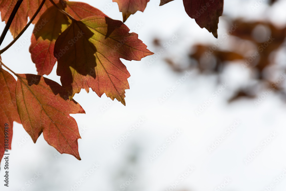 Autumn leaves on blurred background of the sky. Horizontal autumn background with space for text. Layout of an autumn postcard or banner. Colorful abstract natural background.