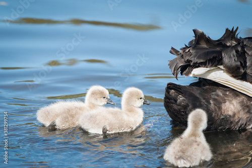 Three fluffy cygnets following mummy swan in water © Janice