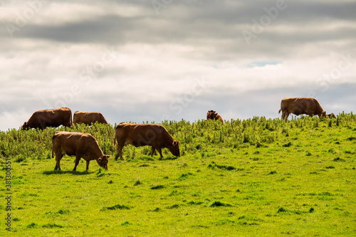 Brown cows in a green grass field, Cloudy sky in the background.