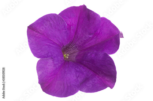 Petunia flower head © Leonid Nyshko