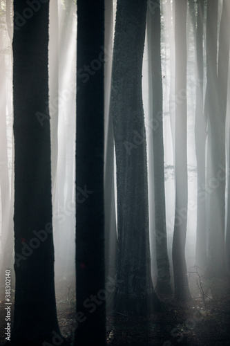 Close up of dark tree trunk...