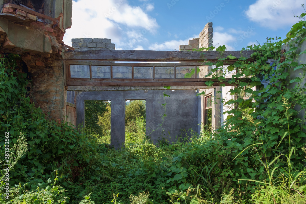 The wall in the an abandoned wrecked house with empty windows and doorway overgrown with green ivy and plants The wall in the an abandoned wrecked house with empty windows and doorway overgrown with green ivy and plants