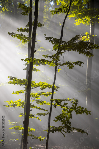 Tranquil scenery in a green...