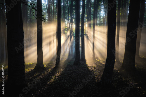 Sun rays shining through br...