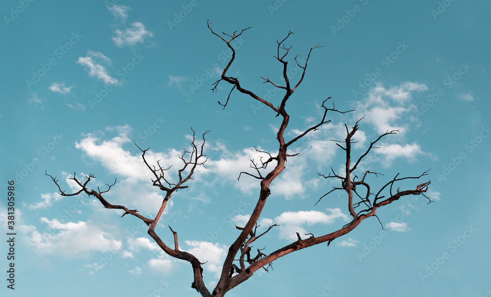 Dead tree on a middle of city with domestic sky background. Dead tree on a middle of city with domestic sky background.
