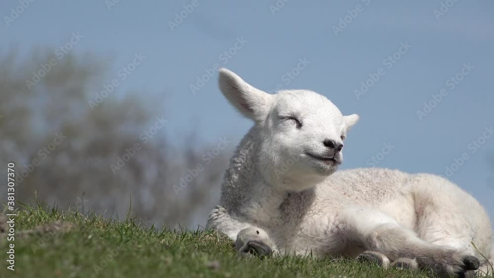 Cute white lamb lying on meadow in springtime in front of blue sky Cute white lamb lying on meadow in springtime in front of blue sky