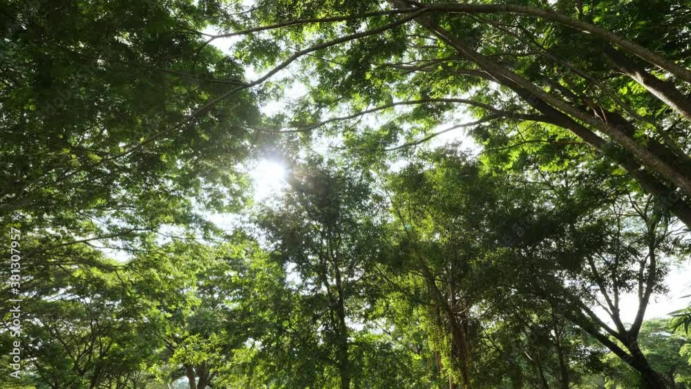 Sun shines through tree beautiful to nature Sun shines through tree beautiful to nature