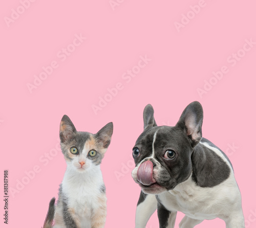 team of metis cat and french bulldog licking nose