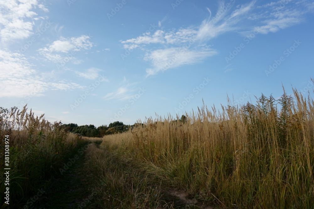 Autumn walks through forests and fields. Autumn walks through forests and fields.