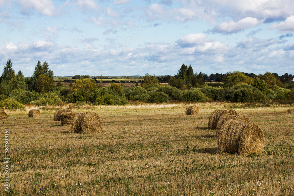 Nature background. Bales of hay in an agricultural field. Wheat field after harvest in Russia. Agricultural landscape.