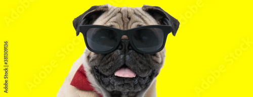 Lovely Pug wearing sunglasses and bowtie, panting and smiling © Viorel Sima
