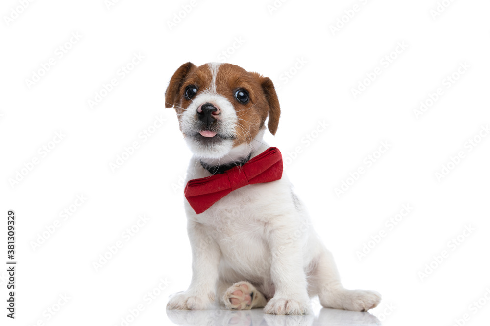 jack russell terrier dog sticking out tongue, fooling around