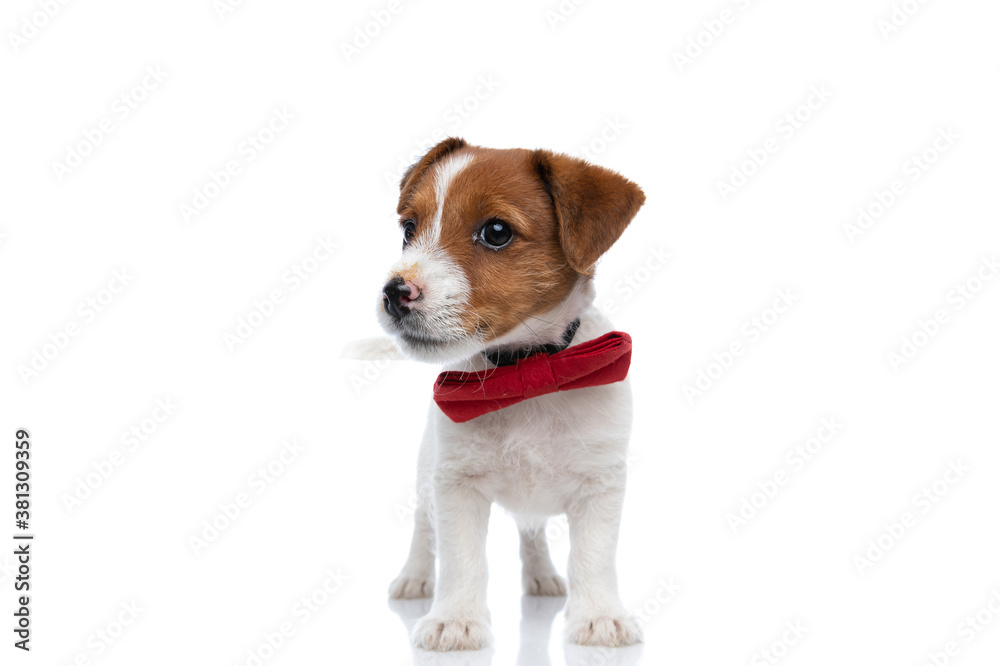 happy jack russell terrier dog waving his tail