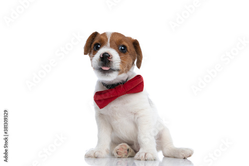 jack russell terrier dog sticking out tongue, fooling around