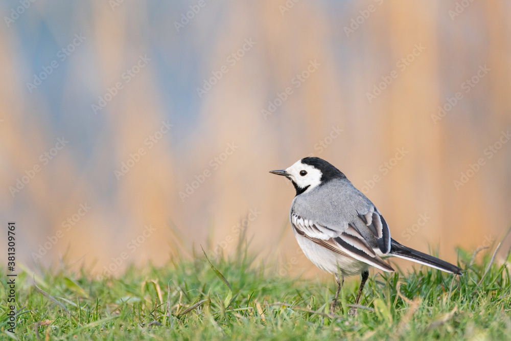 White wagtail motacilla alba, in a beautiful light. Close up