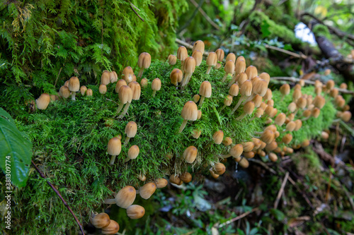 Mica cap (coprinellus micaceus) mushrooms photo