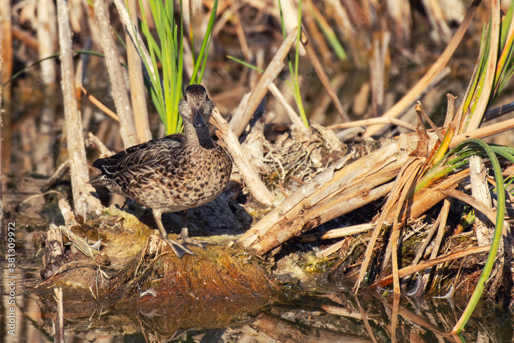 Wild duck in natural habitat Anas platyrhynchos Wild duck in natural habitat Anas platyrhynchos