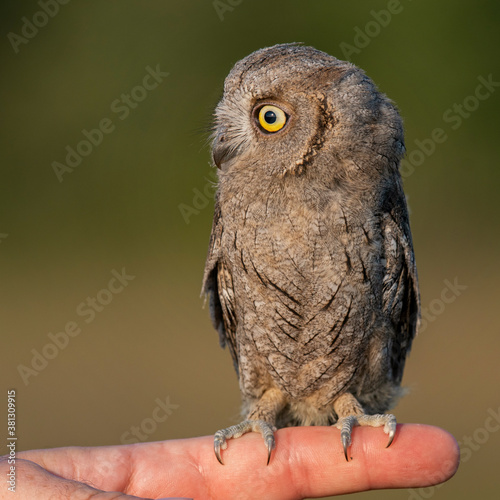 Young European scops owl Otus scops sitting on hand photo