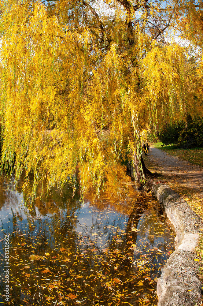 Beautiful autumn park with yellowed weeping willow tree reflected in the water.