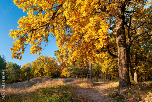 Dirt road along edge of the wood with yellowed oak trees illuminated by sunlight at sunny autumn day