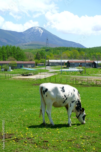 Sunny blue sky and ranch cows