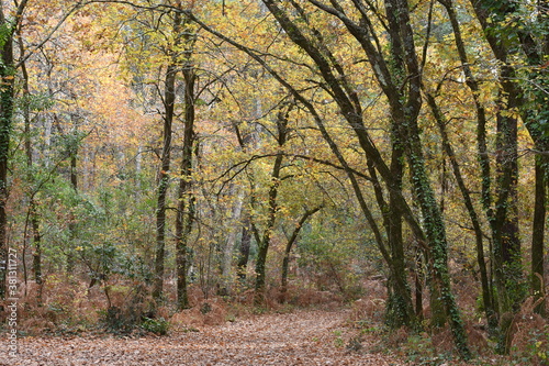 France  Aquitaine  paysage automnal  for  t de ch  nes aux magnifiques couleurs de l automne.