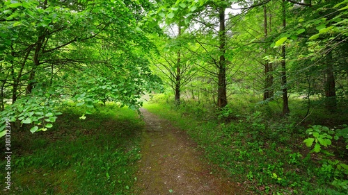 Walkway in a green spring beech forest in Leuven, Belgium. Beautiful natural tunnel. Atmospheric landscape. Eco tourism, travel destinations, environmental conservation, pure nature photo