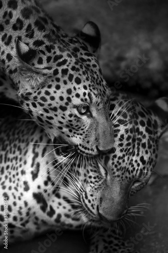 Couple Indochinese leopard grooming in the cave.