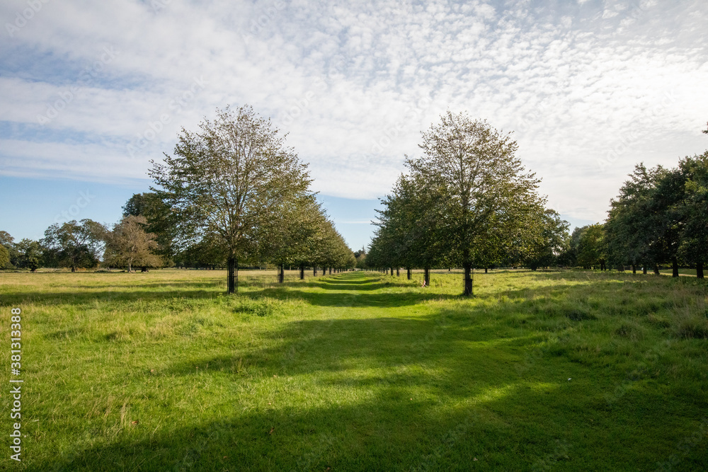 Obraz premium trees in the park