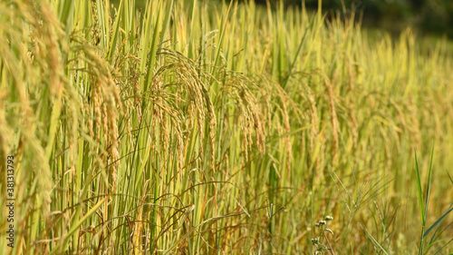 close up of ripening rice in a paddy field © nimon_t