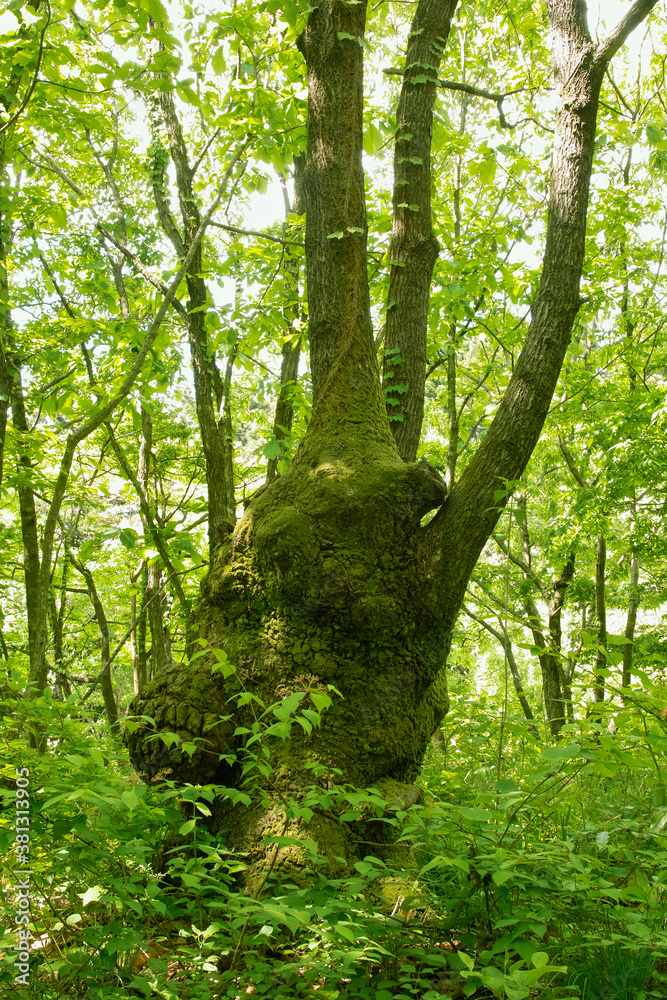 Obraz premium コナラ林