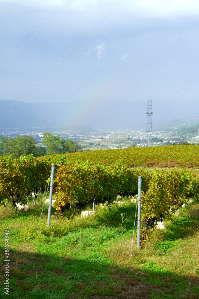 Vineyards of Japanese wineries on a sunny autumn day Vineyards of Japanese wineries on a sunny autumn day