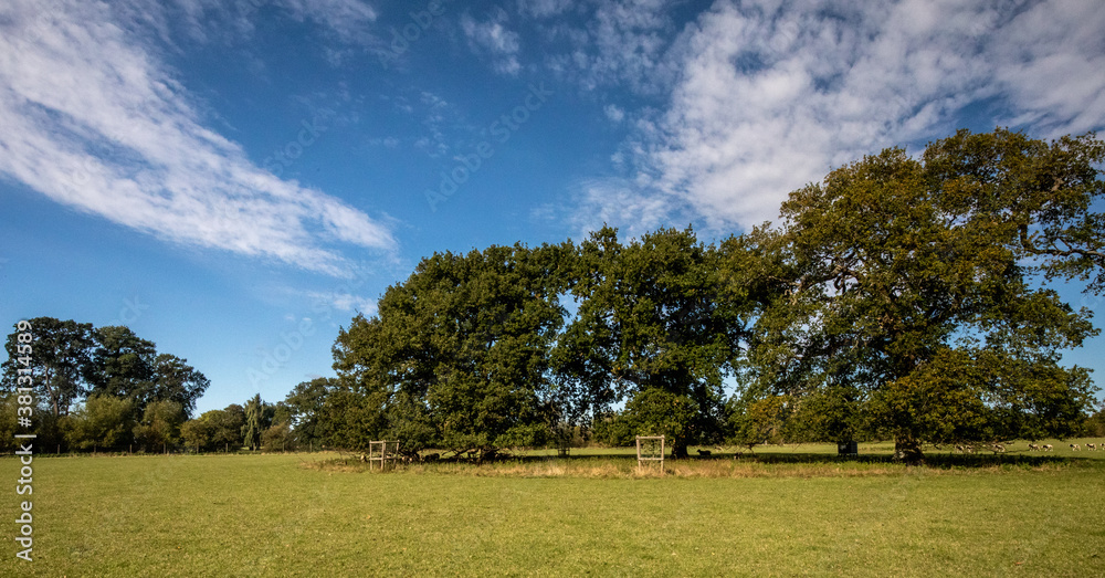 Fototapeta premium tree,blue,sky,clouds,grass