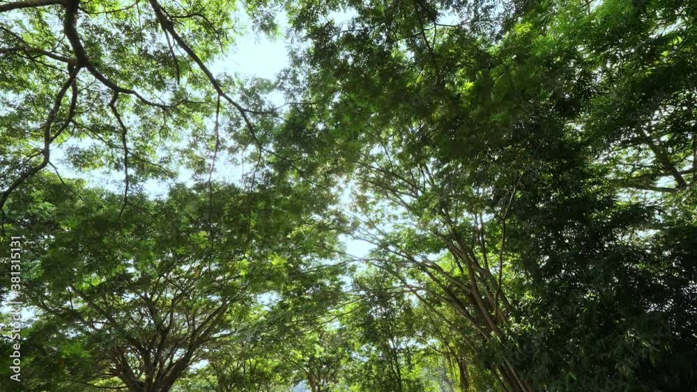 Sun shines through tree beautiful to nature Sun shines through tree beautiful to nature